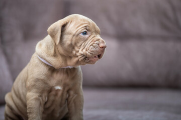 Portrait of a young beautiful thoroughbred American Pit Bull Terrier puppy.