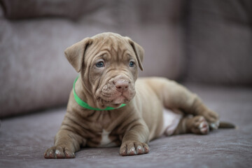 Portrait of a young beautiful thoroughbred American Pit Bull Terrier puppy.