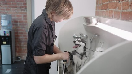 bathing dog in zoosalon, groomer is washing Alaskan Klee Kai dog by shower, caring about pets