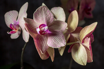 Obraz premium Floral concept. Orchids blossom close up. Orchid flower pink and yellow bloom. Phalaenopsis orchid.Beautiful blooming orchids