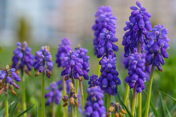Obraz premium This purple flower, which is from the Asparagaceae family and whose scientific name is Bellevalia pycnantha Sin, grows on its own in nature.