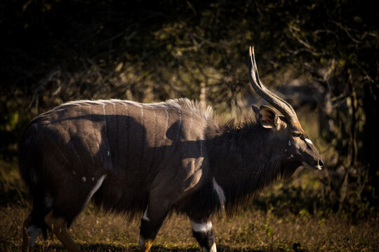 Close up image of a big Nyala bull in the bush in a nature reserve in South Africa