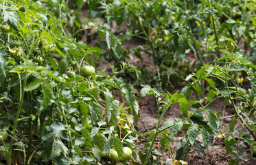 Green tomatoes growing on a vine in a vegetable garden. Green tomatoes