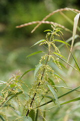 In a meadow between the green grass are flowering the white nettle plants, Lamium album