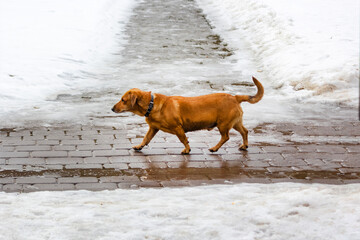 Dog dachshund, on the snow in winter in cold weather
