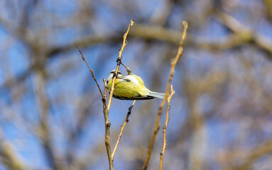 Lazorevka. A small tit hangs on a branch and extracts insects from a plant bud.