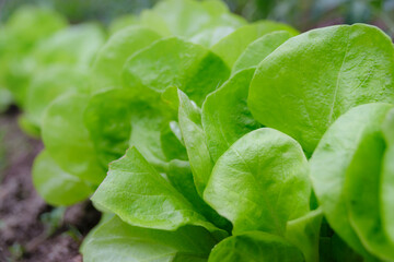 Organic food production concept - closeup of a fresh and green  lettuce on the ground in a organic farm.