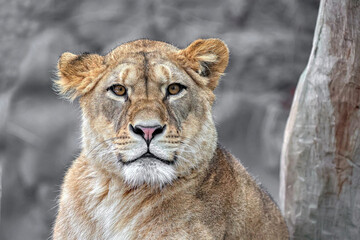 Obraz na płótnie Canvas portrait of a lioness