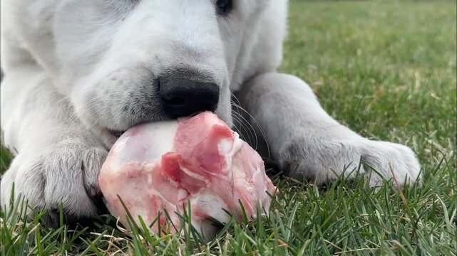 White puppy Alabai gnaws at the epiphysis of the bone outdoors. Dogs Raw Food Diet. Biologically Appropriate Raw Food.