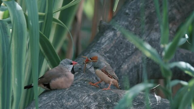 Zebra finches bird and long-tailed finch is on a tree among grass. 