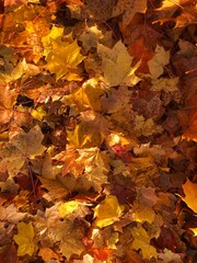 Golden orange autumn leaf litter in the sun background