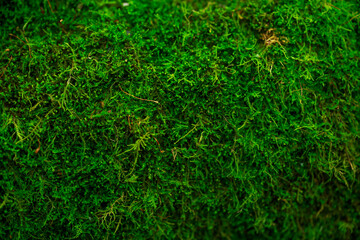 Green moss background