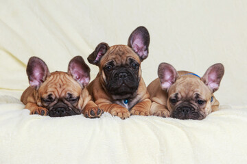 Three French Bulldog puppies