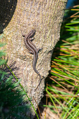 sprytna jaszczurka zwinka na korze drzewa maskująco