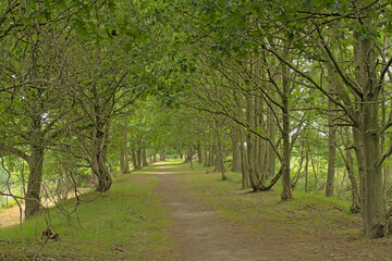 Hiking trail on an old railway berm, now overgrown with grass and oak  trees in Beernem, Flanders, Belgium