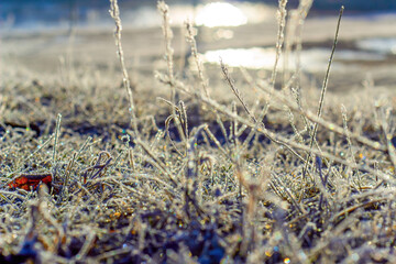 The grass covered with frost in the sunlight