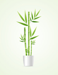 Realistic Detailed 3d Bamboo House Plant Pot Isolated on a White Background. Vector illustration of Houseplant Dracaena Sanderiana