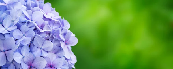 Afwasbaar fotobehang Banner with violet blue hydrangea on green background. Blooming flower outdoor. Madeira island park, Portugal © Julija