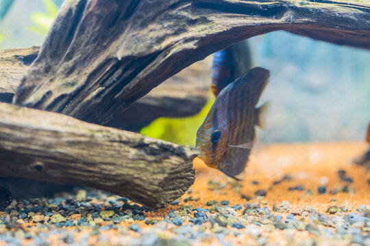 Close up view of freshwater aquarium with tiger Turks discus fish.