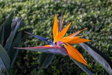 Obraz na płótnie Canvas Strelitzia reginae or bird of paradise. Beautiful orange flower in Madeira island, Portugal.