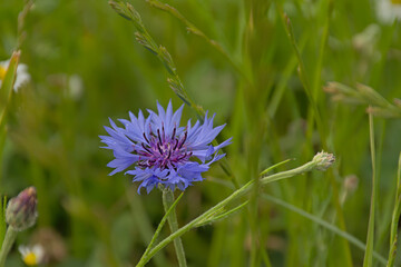 Brihgt blue cornflower in green grass, selective focus - Centaurea cyanus