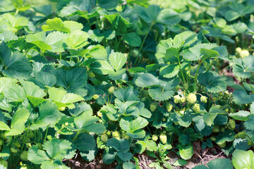 Fresh strawberries grow in the summer garden,macro shot.