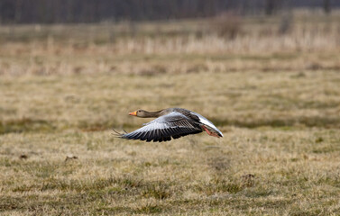 Wild goose in flight, greylag goose