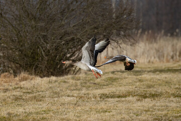 Wild geese in flight, greylag