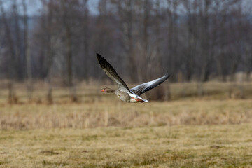 Wild goose in flight, greylag goose
