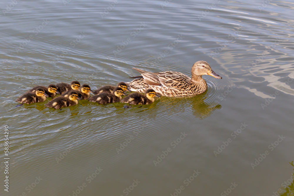 Canvas Prints A flock of little ducklings swim under the supervision of a large duck along the pond. Photo of wild nature.