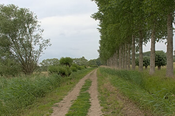 Fototapeta na wymiar Dirtroad lined with poplar trees through the fields of Beernem, Flanders, Belium 