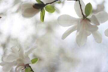 Flowers of magnolia tree
