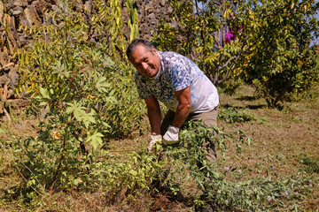 Bolivian gardener working on a farm
