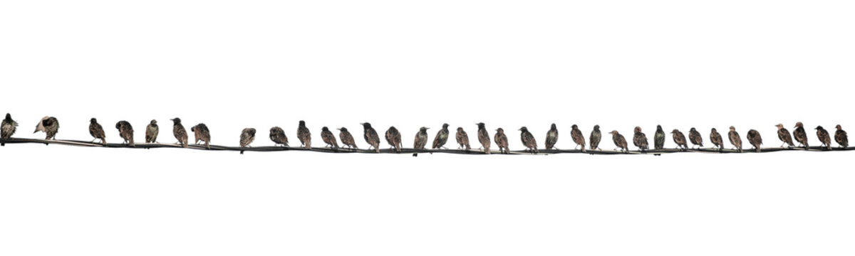A long row of black birds perched on wires isolated png with transparency
