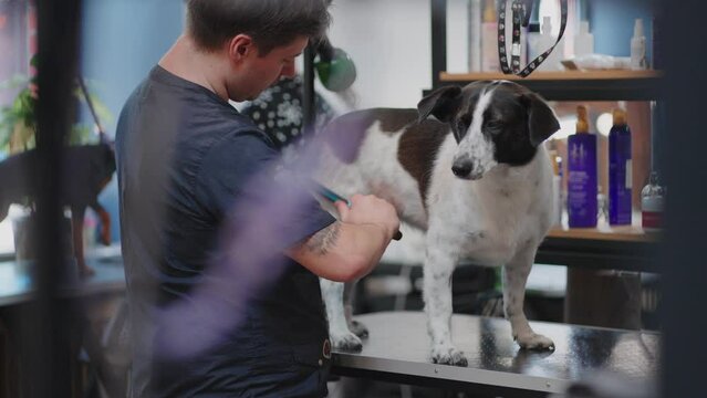 popular express molt procedure and hygienic treatment for dogs hair in grooming salon
