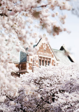 Popular cherry blossoms photography spot at the UW campus in Seattle. UW Sakura with the masterpiece of Collegiate Gothic architecture.