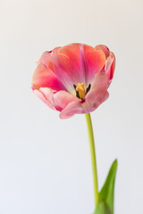 tulip on white background