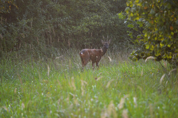Chevreuil 
