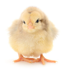 Obraz premium Small yellow chicken