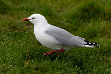 Silver Gull (Chroicocephalus novaehollandiae)