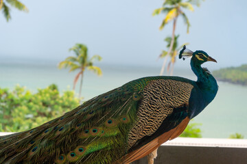 peacock bird closeup. peacock bird in wildlife. peacock bird in wild nature. photo of exotic peacock