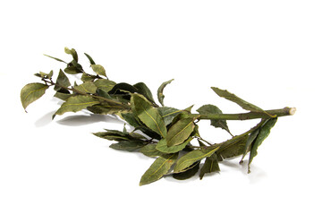 Bay leaves, isolated on a white background. Seasoning concept.