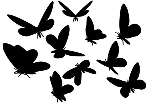 Set of butterfly silhouette svg