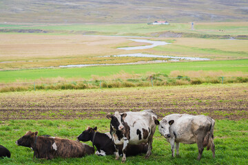 Landscape at the ring Road (Iceland)