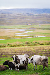 Fototapeta premium Landscape at the ring Road (Iceland)