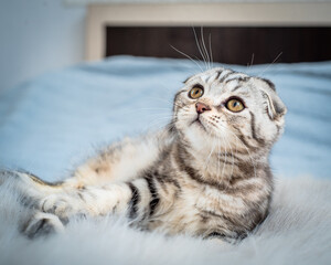 Beautiful cat with expressive eyes lies on the bed