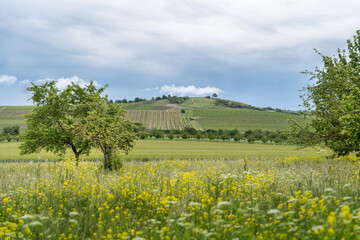 Geiersberg Armsheim - Rheinhessen