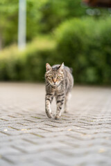 Hauskatze tigert sich an