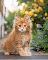 Cute ginger kitten is posing against the background of flowerbeds. The breed of the cat is the Maine Coon