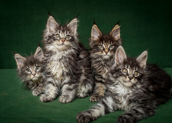 Many beautiful fluffy kittens pose for a photo on a green background. The breed of the cat is the Maine Coon